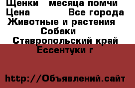 Щенки 4 месяца-помчи › Цена ­ 5 000 - Все города Животные и растения » Собаки   . Ставропольский край,Ессентуки г.